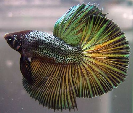 Петушок Халф Мун медный самец (Betta male Halfmoon Copper)