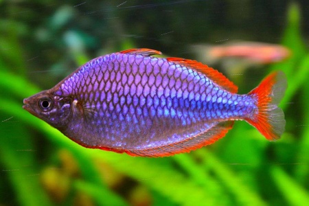 Радужница Неоновая (Melanotaenia Praecox)