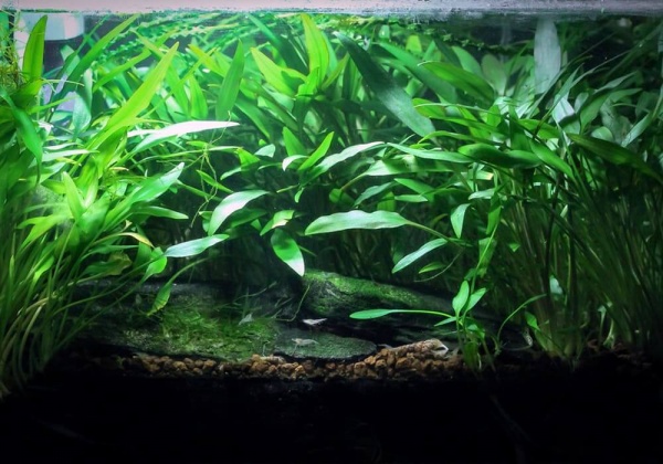 Криптокорина парва или Криптокорина карликовая (Cryptocoryne parva)