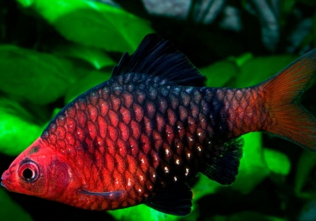 Барбус черный (Barbus nigrofasciatus)