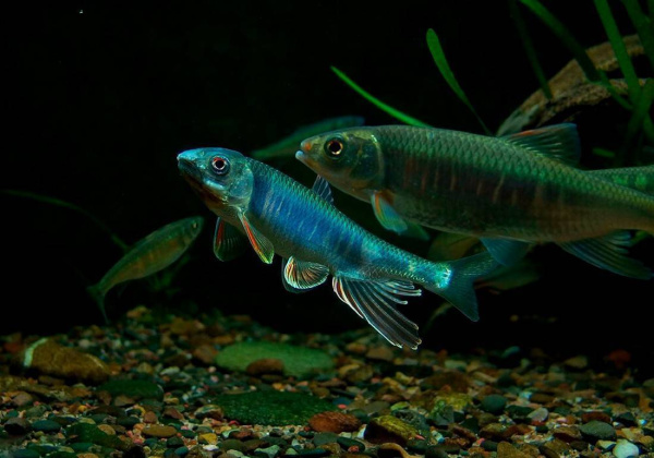 Закко обыкновенный (Zacco platypus) или Pale chub