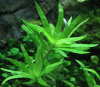 Гетерантера остролистная (Heteranthera zosterifolia)