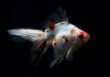 Риукин ситцевый с широким хвостом (Goldfish Ryukin calico broad tail)