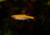 Кардинал золотой (Tanichthys albonubes gold) 2 см 