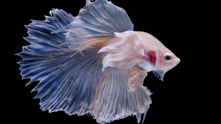 Петушок ХалфМун Дамбо белый самец  (betta dambo elephant ear white)