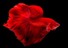 Петушок Халф Мун розохвостый красный самец (Betta male Halfmoon Rosetail red)