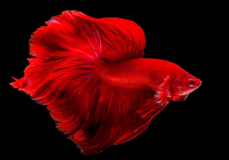 Петушок Халф Мун розохвостый красный самец (Betta male Halfmoon Rosetail red)
