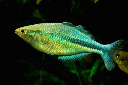 Радужница Озерная Меланотения Бирюзовая (Melanotaenia lacustris)