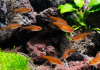 Тетра Аманда (Hyphessobrycon Amandae) 1,8  см