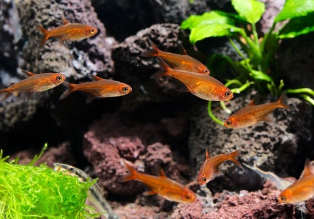 Тетра Аманда (Hyphessobrycon Amandae) 1,8  см