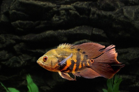 Цихлида  Астронотус вуалевый тигровый (astronotus-ocellatus-long-finned)