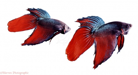 Петушок Вуалехвостый дракон биколор красно-синий самец (Betta-Dragon-Veil-Tail-Bicolor-Red-Blue)