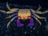Краб Тиоманикум Неон  Диско  (Geosesarma tiomanicum sp. Neon) САМЕЦ