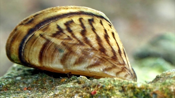 Мидия  дрейссена (Dreissena polymorpha) улитка