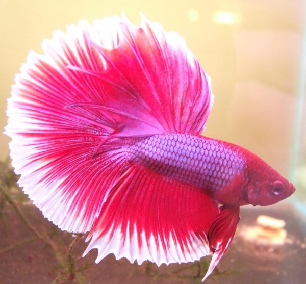 Петушок Халф Мун розовый самец( Betta male Halfmoon pink)
