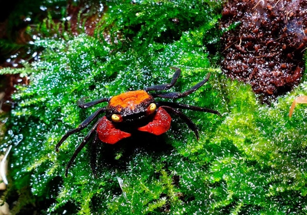 Краб Красный Дьявол (Geosesarma sp. hagen)