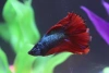 Петушок Халф Мун двухвостый биколор самец (Betta male Halfmoon duble redTail)