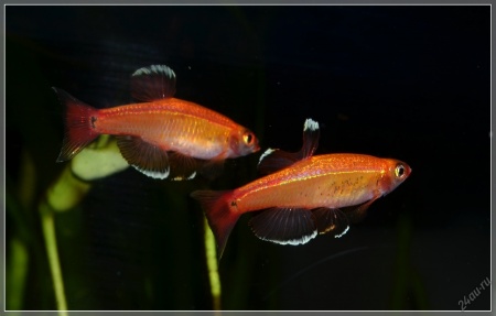 Кардинал золотой (Tanichthys albonubes gold) 2 см 
