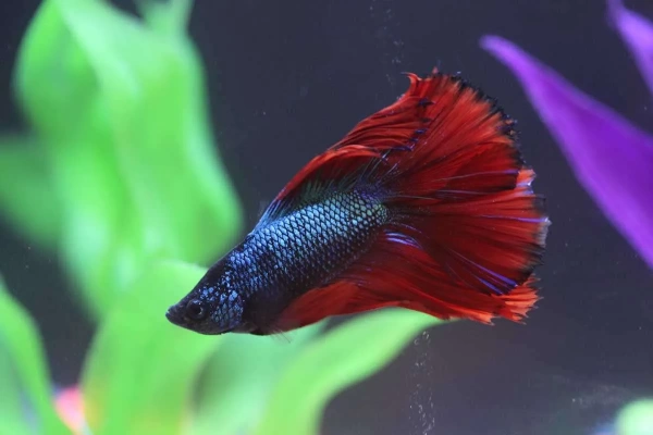 Петушок Халф Мун двухвостый биколор самец (Betta male Halfmoon duble redTail)