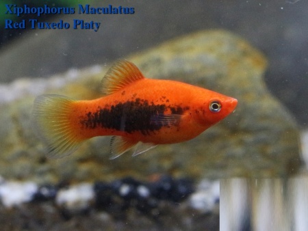 Пецилия красный смокинг (Xiphophorus maculatus toxedo red Platy)