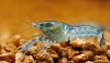 Рак карликовый голубой  (Cambarellus diminutus), 1, 2 -1,5см