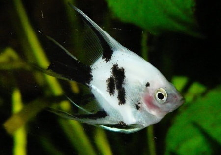 Скалярия Березка (pterophyllum birch)