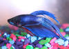 Петушок Вуалехвостый Синий самец (Betta-male-Veiltail-Blue)