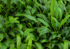 Криптокорина блестящая Люценс (Cryptocoryne lucens)