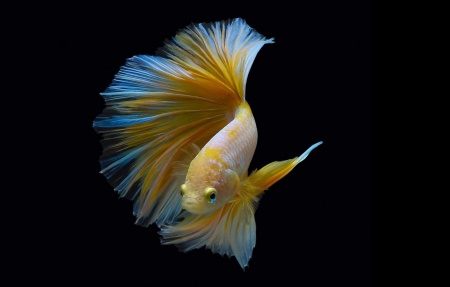 Петушок Халф Мун золотой самец( Betta male Halfmoon gold)