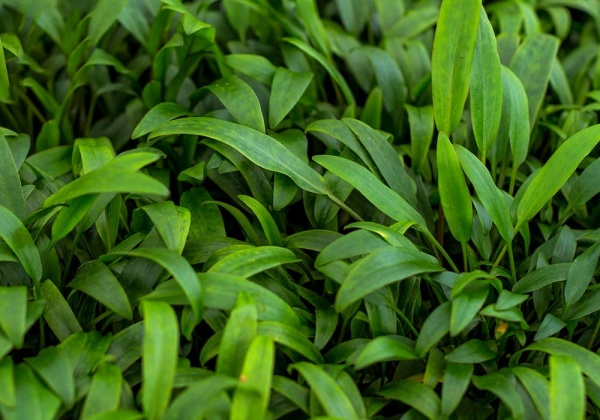 Криптокорина блестящая Люценс (Cryptocoryne lucens)