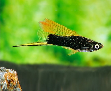 Меченосец Геллера черный флаговый (Xiphophorus helleri Black Sword Hi Fin)