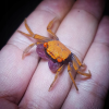 Краб Тиоманикум Неон  Диско  (Geosesarma tiomanicum sp. Neon) САМЕЦ