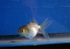 Оранда голубая (Goldfish Oranda blue)