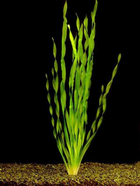 Валлиснерия спиральная (Vallisneria spiralis)