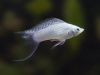 Моллинезия снежинка лирохвостая (Poecilia latipinna Silver lyretail Molly)