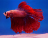 Петушок Халф Мун двухвостый красный самец (Betta male Halfmoo duble redTail)