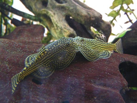 Севилия Линеолата  Псевдоскат  (Sewellia Lineolata) сом
