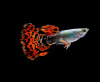 Гуппи красный леопардовый (Guppy Red Leopard)