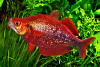 Глоссолепис красный (Glossolepis incisus)