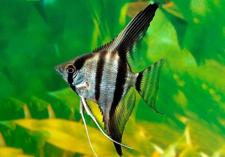 Скалярия Зебра бриллиантовая (pterophyllum zebra Diamond)