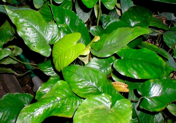 Анубиас Бартера каладиолистный (Anubias barteri var caladiifolia)