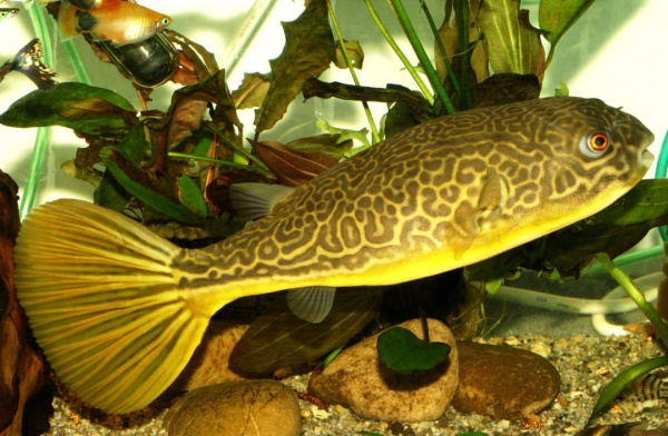 Тетрадон Мбу (Tetraodon mbu) Гигантский 25 см