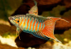 Макропод обыкновенный (Macropodus-opercularis)