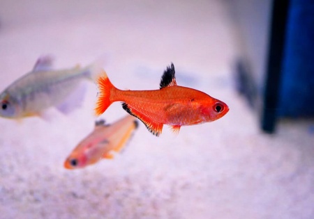 Тетра Серпас  Минор (Hyphessobrycon Callistus)