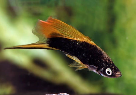 Меченосец Геллера черный флаговый (Xiphophorus helleri Black Sword Hi Fin)