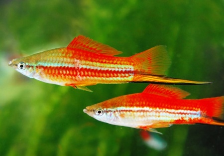 Меченосец Геллера неоновый (Xiphophorus helleri Neon)