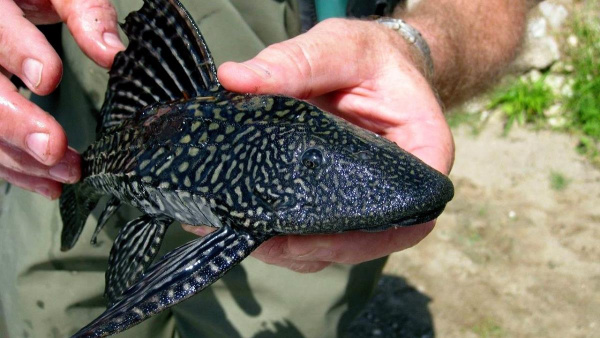 Плекостомус (Hypostomus plecostomus)  4,5-5 см.