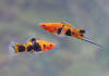 Меченосец Геллера кои ситец (Xiphophorus helleri Calico Koi)