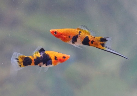Меченосец Геллера кои ситец (Xiphophorus helleri Calico Koi)