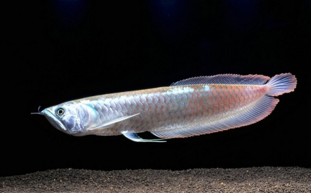 Арована серебристая Южноамериканская (Osteogssum bicirrhosum) 8-10 см